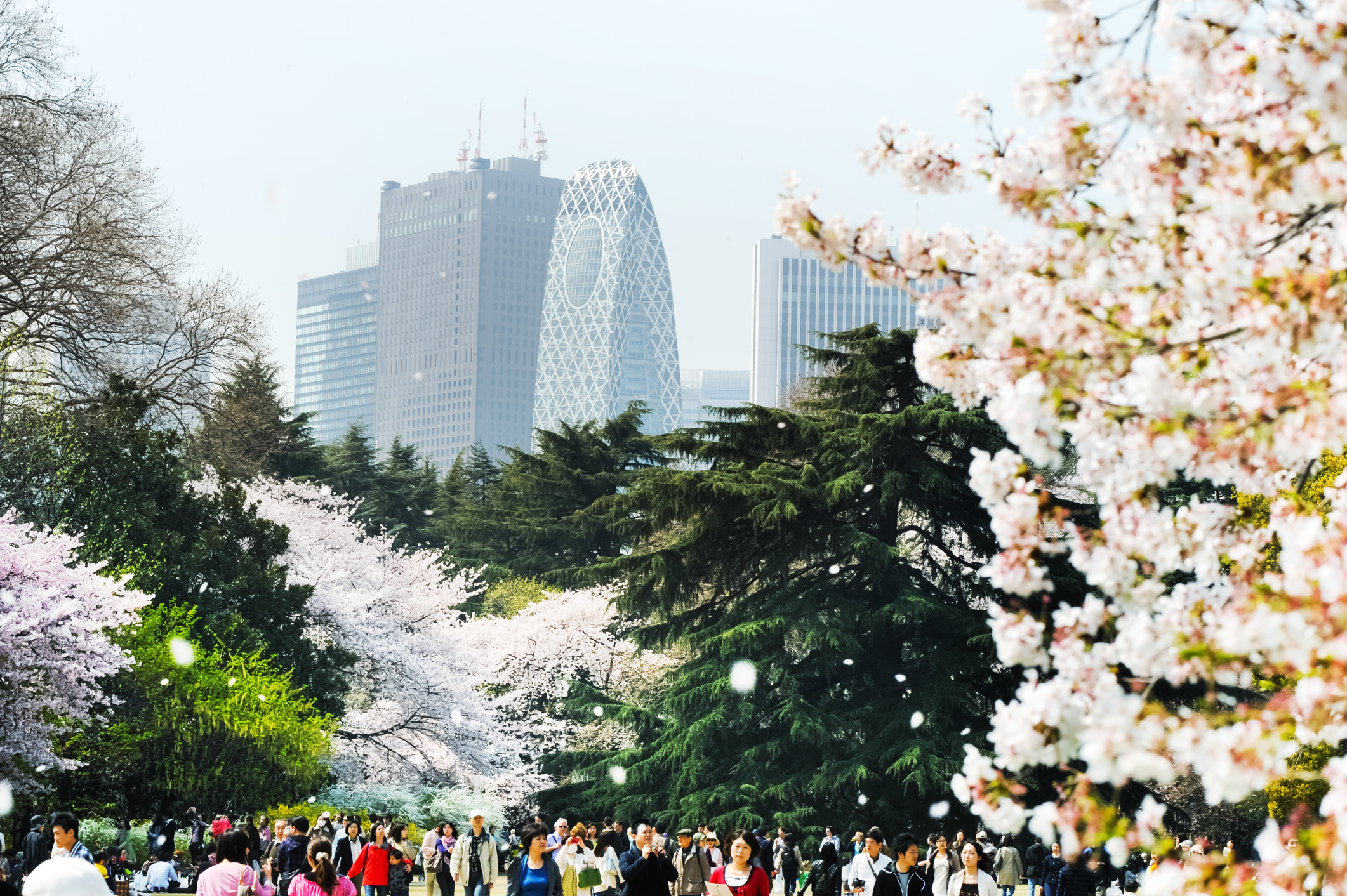 东京 cherry blossom 新宿区