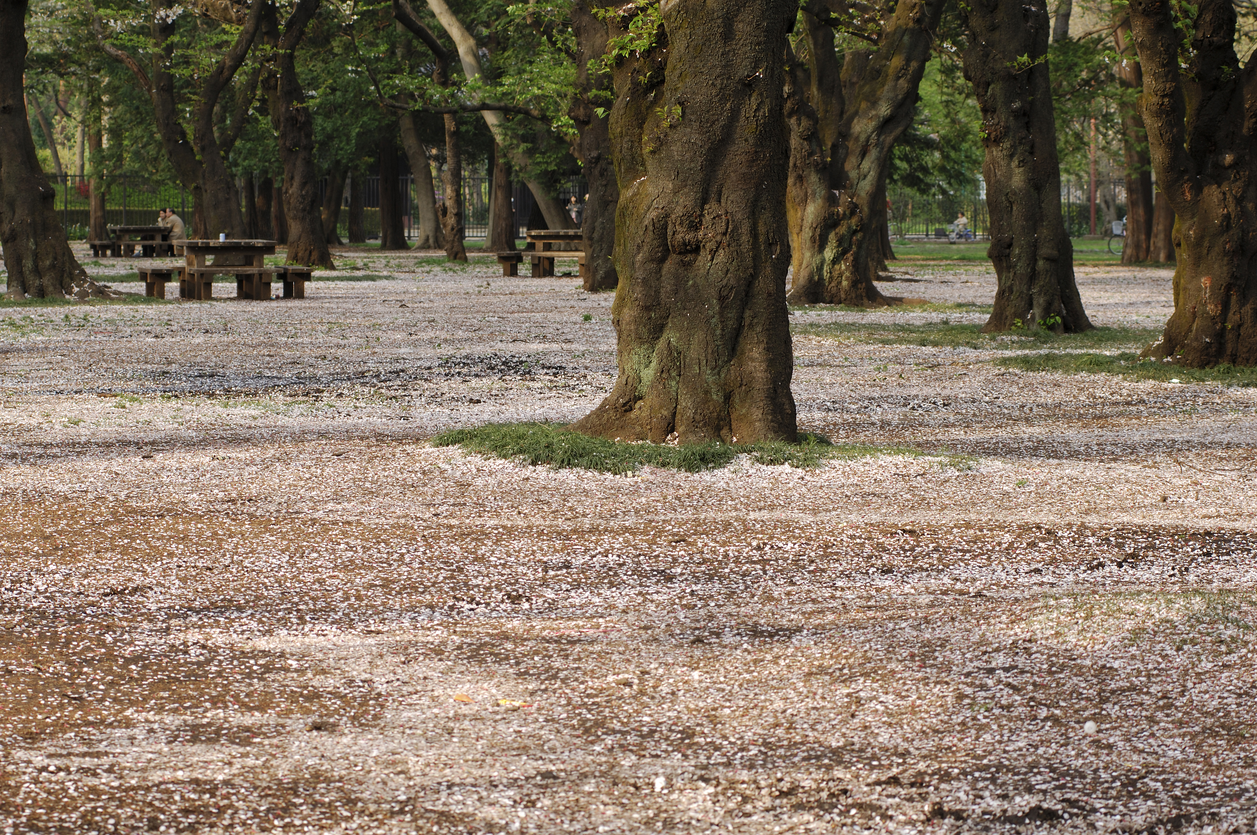 tokyo cherry blossom 樱花 koganei