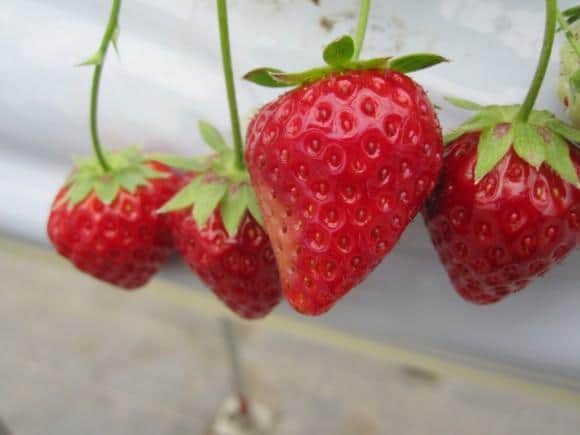 strawberries
