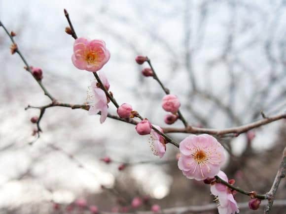 ume-blossom