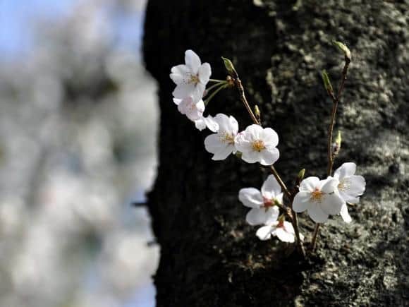 toneri-sakura