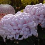 chrysanthemum display Tokyo