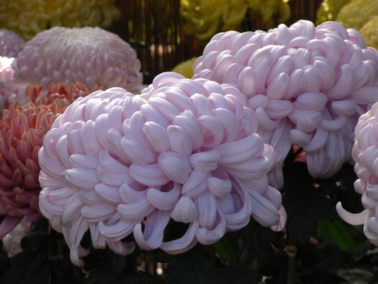 Tokyo Metropolitan Tourism Chrysanthemum Exhibition, 1st Nov17th Nov