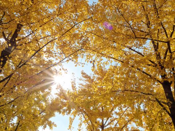 ginkgo trees