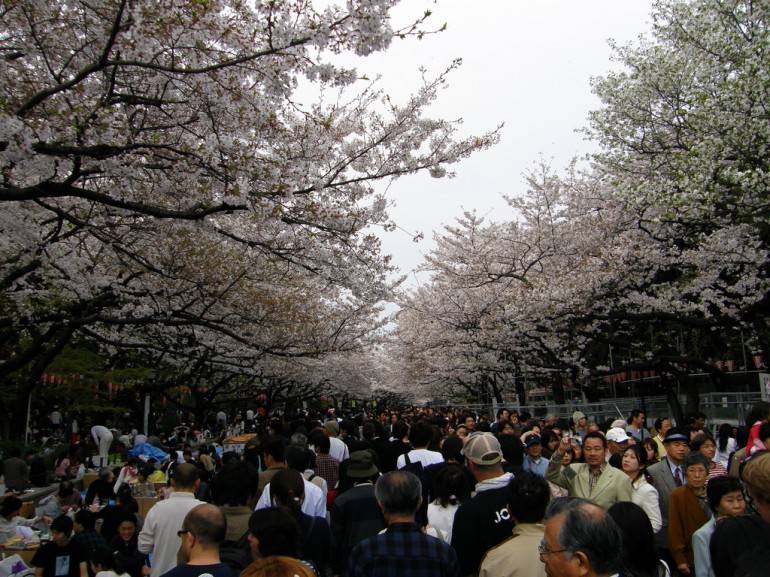 Hanami pic by David, used under a Creative Commons Licence.
