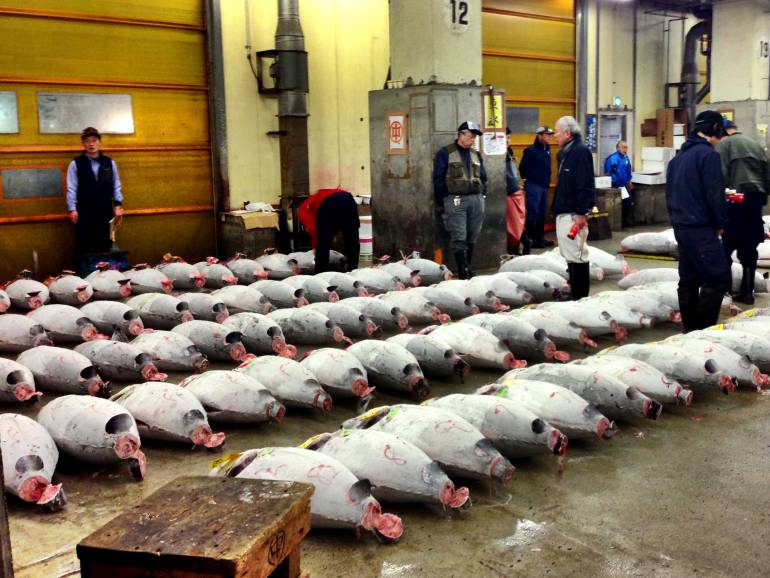 tsukiji tuna auction