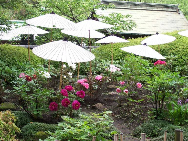Peony pic by eien no dreamer, used under a Creative Commons licence.