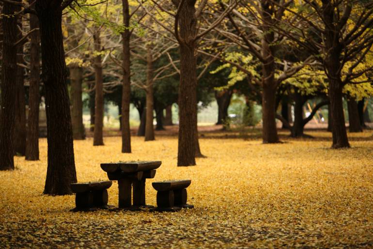 Yoyogi Park in its autumn colours