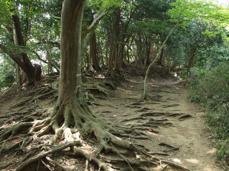 Daibutsu Hiking Trail @ Kamakura