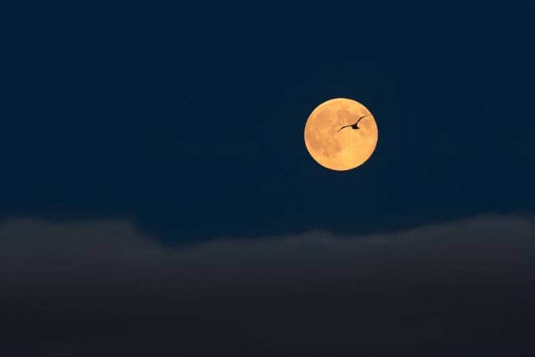There'll be a super moon this weekend. You can enjoy a moon viewing event at Mukoujima-Hyakkaen Garden.