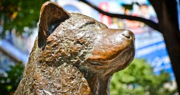 Shibuya Hachiko statue