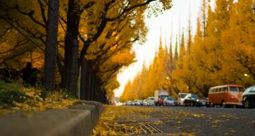 autumn leaves tokyo koyo