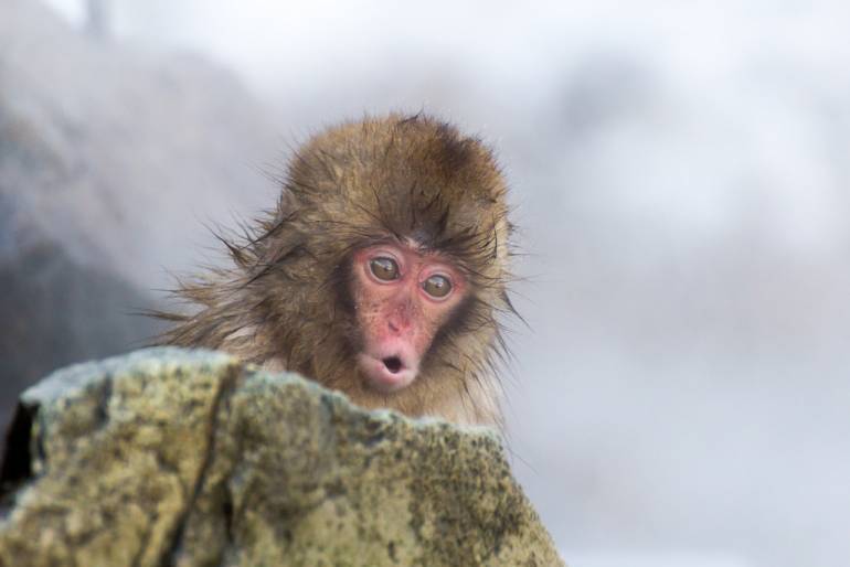 Snow monkey