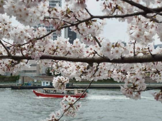 Sumida Park Cherry Blossom Festival