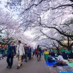 Ueno Cherry Blossom Festival