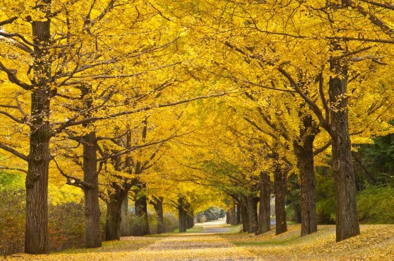 Ginkgo trees pic via Shutterstock.