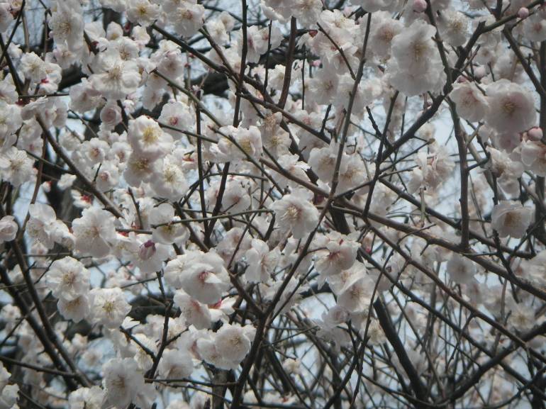 111342348_7b225fc42e_o