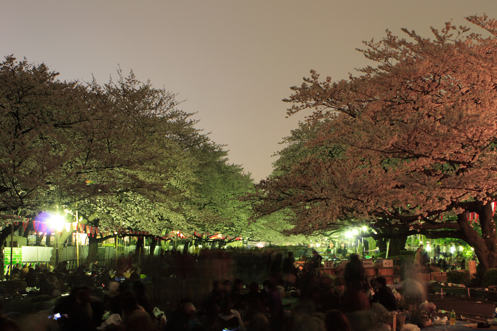 Yozakura Tokyo: Best Spots for Nighttime Cherry Blossom