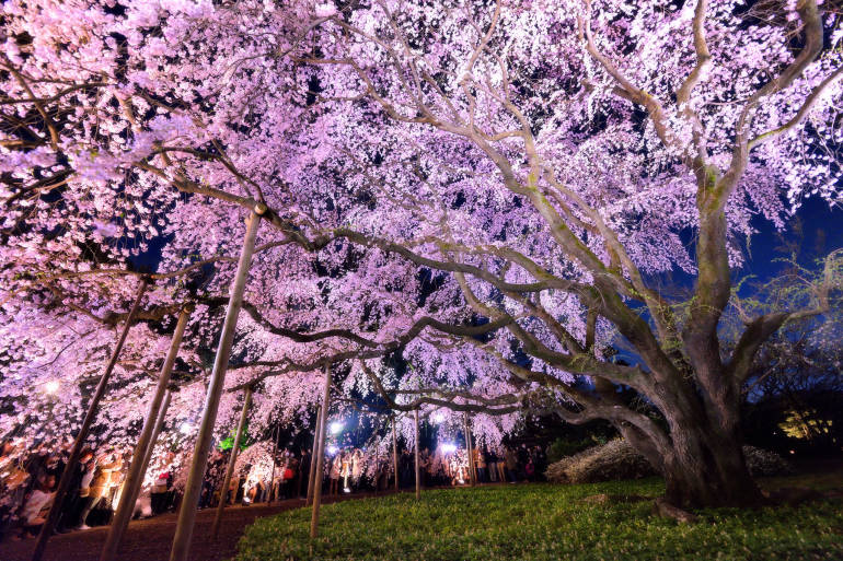 yozakura tokyo