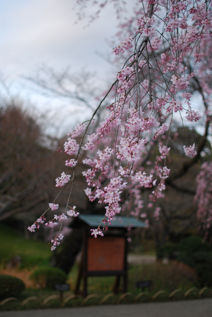 sakura tokyo