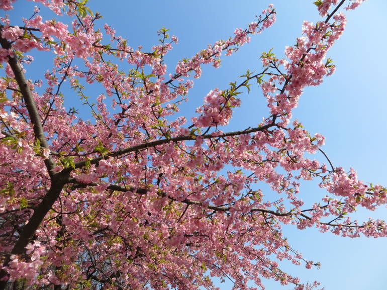 sakura tokyo