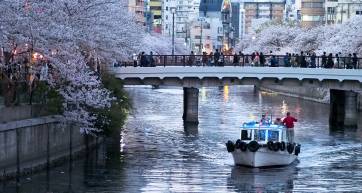 hanami cherry blossoms