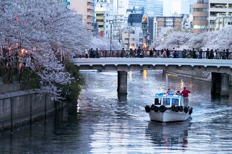hanami cherry blossoms hanami tokyo