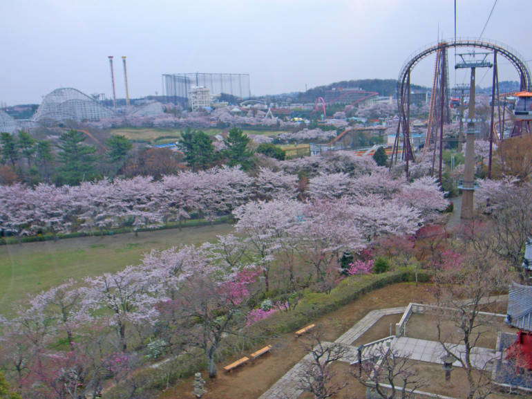 hanami in tokyo