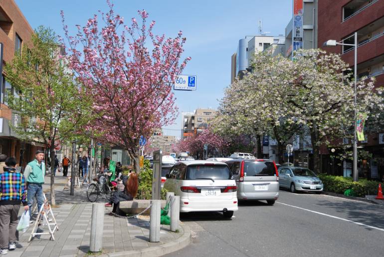 late-blooming cherry trees
