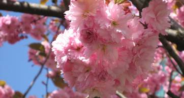 late-blooming cherry trees