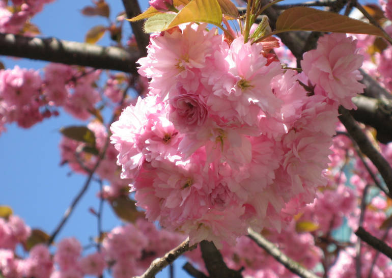 late-blooming cherry trees