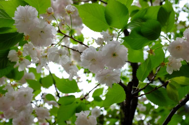 Yaezakura Where to Enjoy LateBlooming Cherry Trees in Tokyo Tokyo