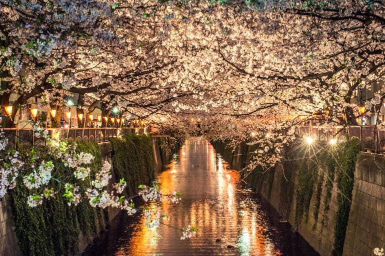 nakameguro hanami - sakura tokyo