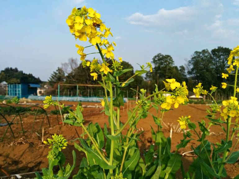 rape flowers in Kinchakuda