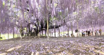 Wisteria at Ashikaga Flower Park - flowers tokyo