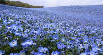 Nemophila at Hitachi Seaside Park