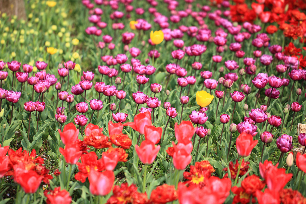 Tulip Garden In Tokyo Fasci Garden