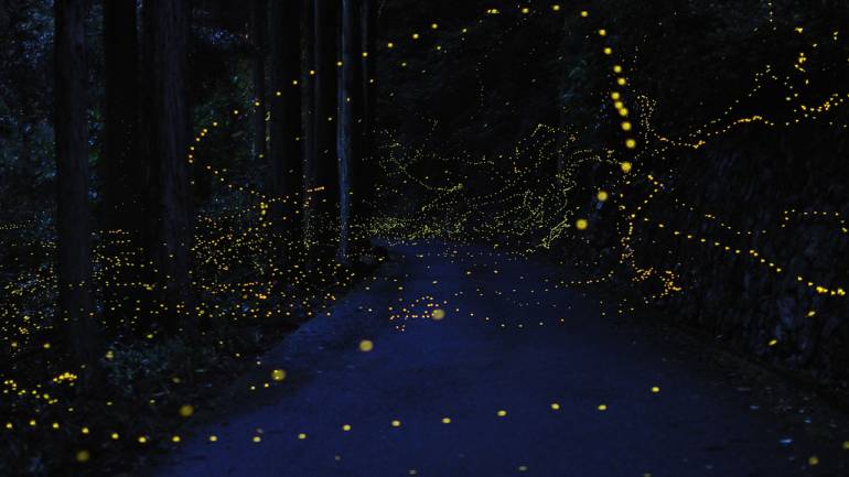 tokyo firefly