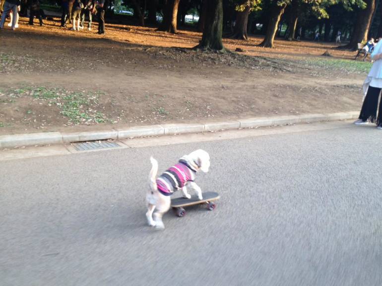 skating-dog