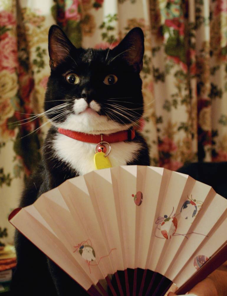 cat-fan