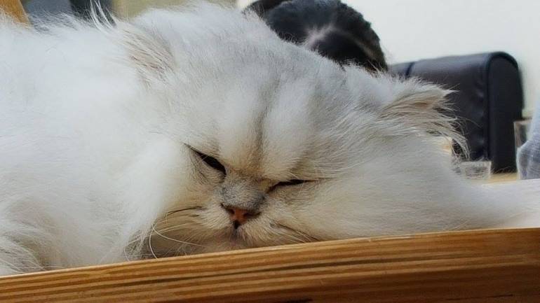 Cat face.