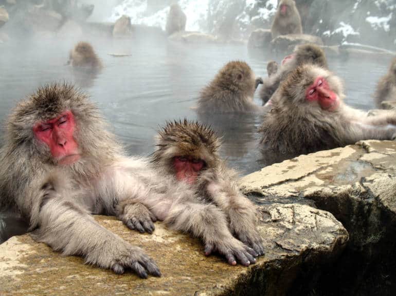 You may not be able to bathe with monkeys in Tokyo, but you can find out why they like hot springs so much!