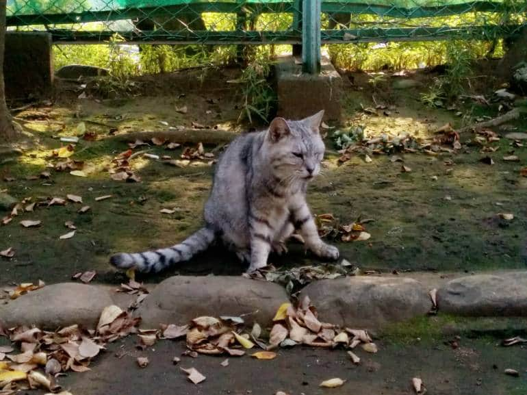 cat-in-park-yanaka