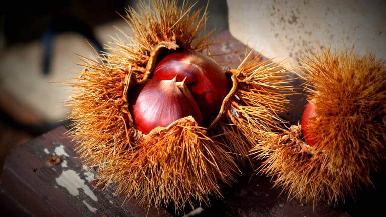 chestnuts kuri