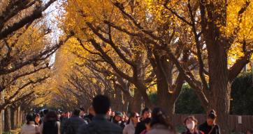 autumn leaves