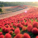 autumn flowers japan