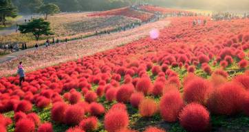 autumn flowers japan