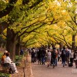 Jingu Gaien autumn leaves