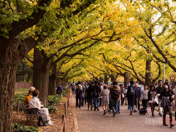 Jingu Gaien autumn leaves