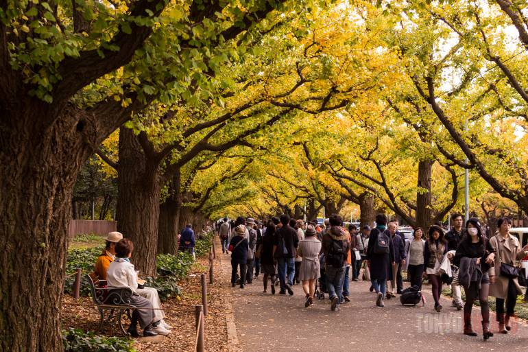 Koyo: 10 Places to See Autumn Leaves in Tokyo This Year | Tokyo Cheapo